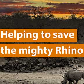 Rhino Coin Bank helps raise funds for Wildlife ACT Rhino Coin Bank helps raise funds for Wildlife ACT