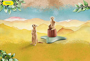 Meerkats